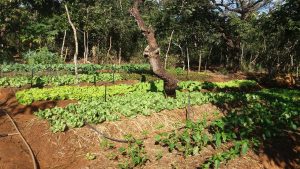 Read more about the article Alimentar-se para sorrir